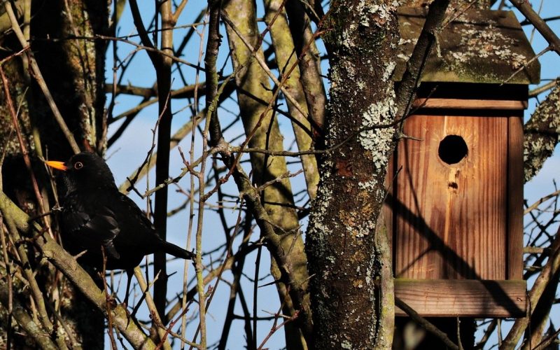 Bygga en Fågelholk – Bästa Tips och Guide
