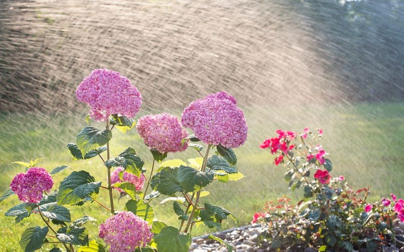 Vilken är den Bästa Tiden att Använda Sprinklers?