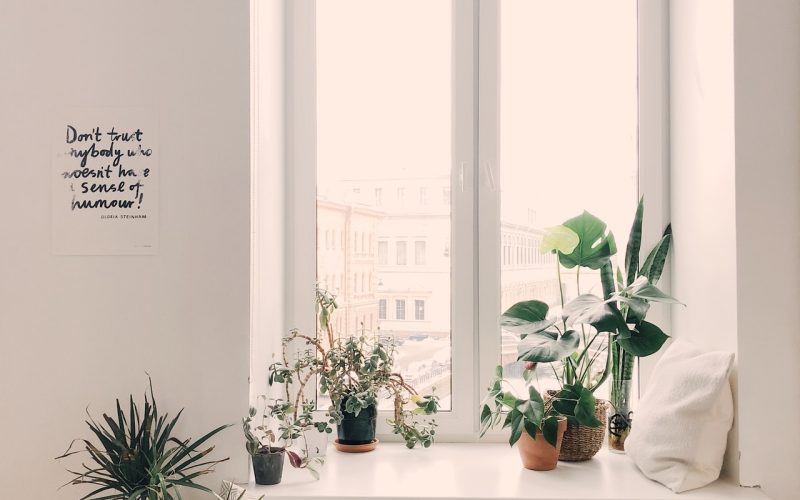 7 Bästa Växterna För Fönsterlådor – Tips & Guide