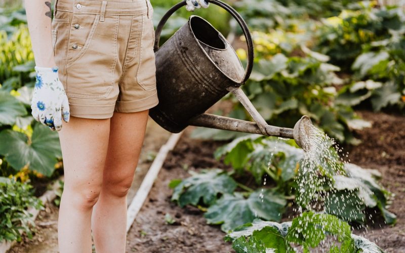 6 rundläggande Trädgårdstips för Förstagångsbostadsägare