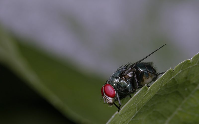 Hur man blir av med flugor på naturlig väg – Tips