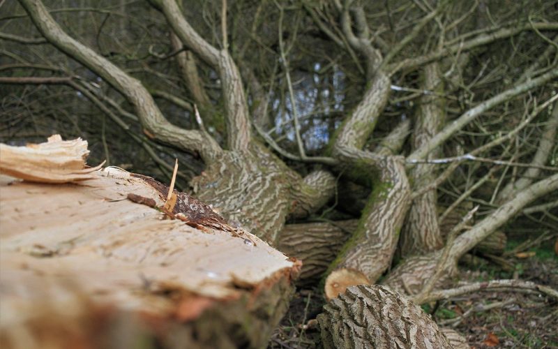 Proffstips för att välja rätt Trädbeskärningsföretag – Välj rätt Arborerare