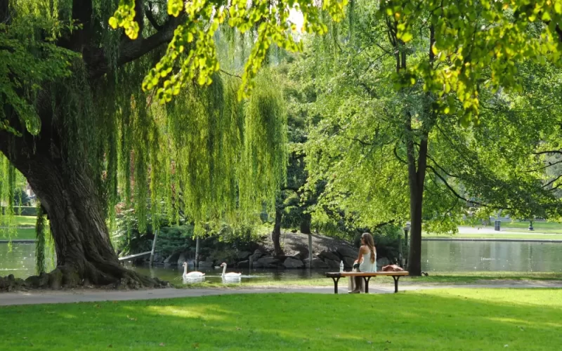 Arborist i Uppsala: Ett yrke i harmoni med naturen